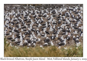 Black-browed Albatross