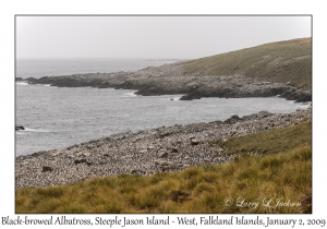 Black-browed Albatross