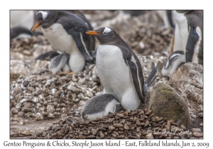 Gentoo Penguins & chicks