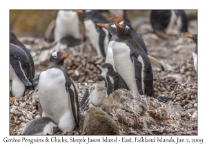 Gentoo Penguins & chicks