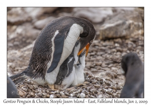 Gentoo Penguin & chicks