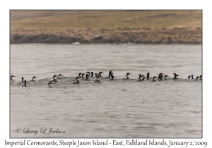 Imperial Cormorants