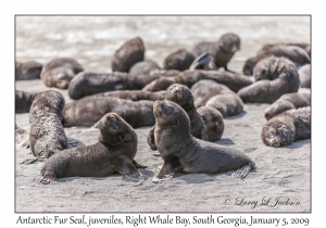Antarctic Fur Seal, juveniles