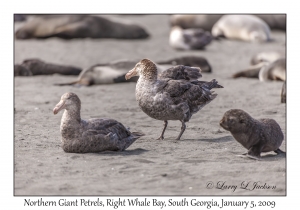 Northern Giant Petrels