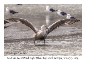 Southern Giant Petrel