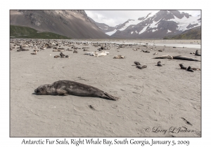 Antarctic Fur Seal