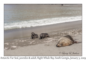 Antarctic Fur Seals