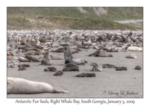 Antarctic Fur Seals