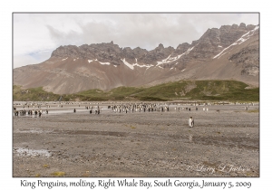 King Penguins