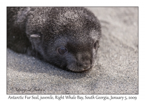 Antarctic Fur Seal, juveniles