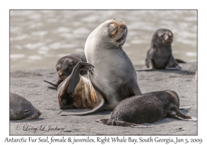 Antarctic Fur Seals