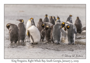 King Penguins