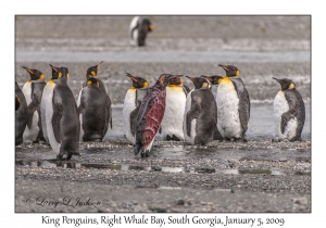 King Penguins