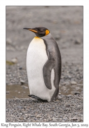 King Penguin