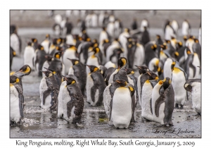 King Penguins