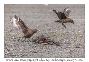 Brown Skua, scavenging