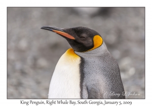 King Penguin