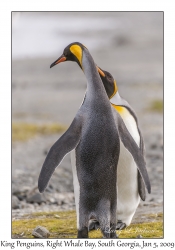 King Penguins