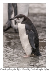 Chinstrap Penguin