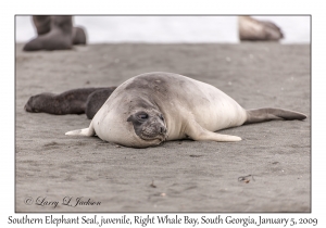 Southern Elephant Seal, juvenile