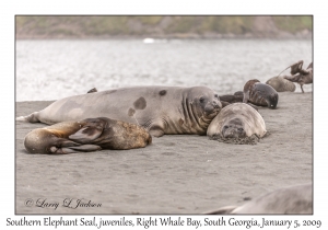 Southern Elephant Seal, juveniles