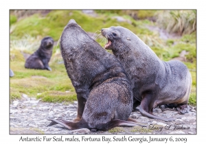 Antarctic Fur Seal, males
