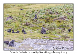 Antarctic Fur Seals