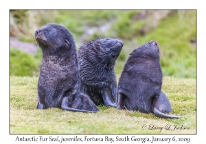 Antarctic Fur Seal, juveniles