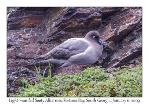 Light-mantled Sooty Albatross