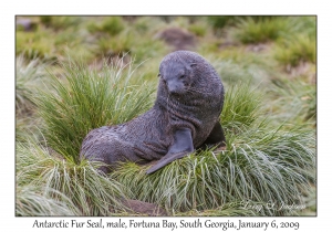 Antarctic Fur Seal, male