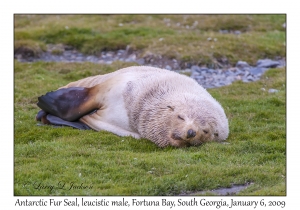Antarctic Fur Seal, leucistic male