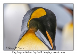 King Penguin