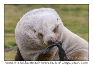 Antarctic Fur Seal, leucistic male