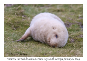 Antarctic Fur Seal, leucistic