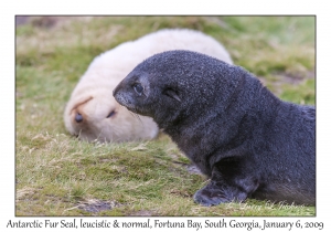 Antarctic Fur Seal, juveniles