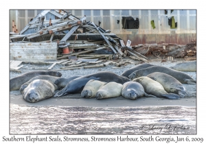 Southern Elephant Seals