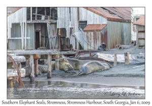 Southern Elephant Seals