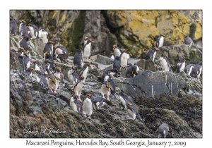 Macaroni Penguins