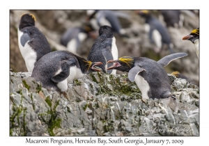 Macaroni Penguins