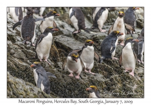 Macaroni Penguins