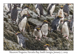 Macaroni Penguins