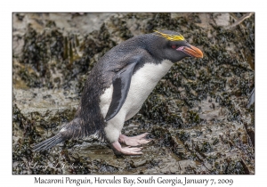 Macaroni Penguin