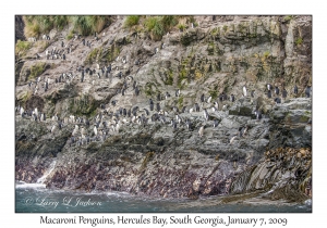 Macaroni Penguins