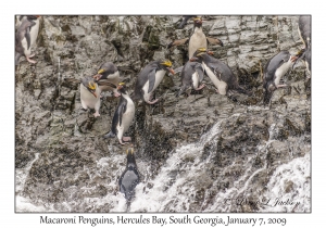 Macaroni Penguins