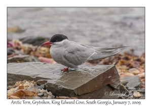 Arctic Tern