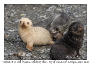 Antarctic Fur Seals