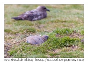 Brown Skua chick