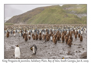 King Penguins & juveniles