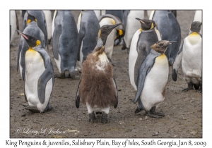 King Penguin & juveniles