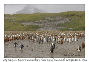 King Penguins & juveniles